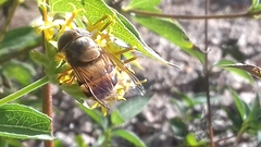 Copestylum macrocephalum