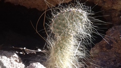 Opuntia gosseliniana