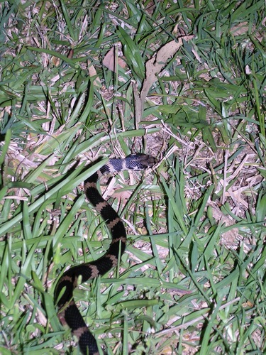 Stephens' Banded Snake sighting