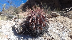 Ferocactus emoryi emoryi