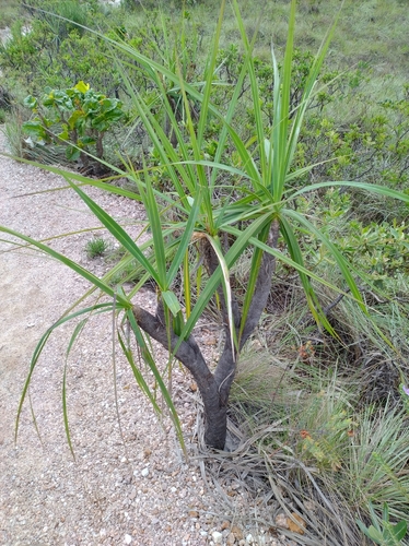 Vellozia squamata, photograph 5
