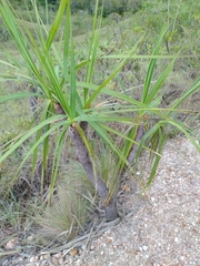 Vellozia squamata, photograph author not stated, no rights reserved