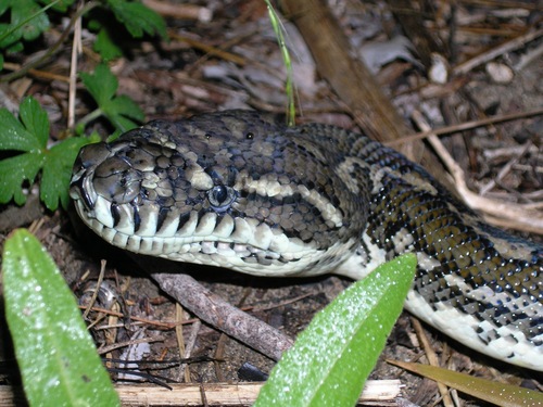 Coastal Carpet Python sighting