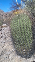 Ferocactus emoryi emoryi