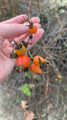 iNaturalist observation photo of California Wild Rose