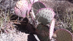 Opuntia gosseliniana
