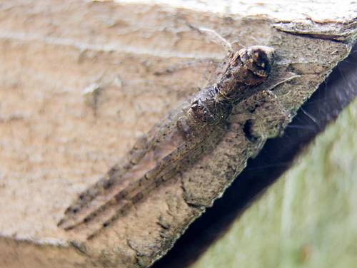 Tuberculated Crab Spider