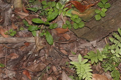 Scincella formosensis