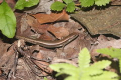 Scincella formosensis
