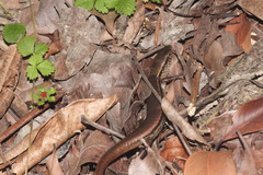 Scincella formosensis