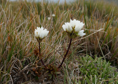 Gentianella montana montana