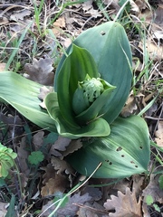 Himantoglossum robertianum