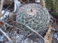 Mammillaria johnstonii
