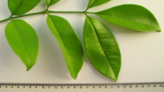 Zanthoxylum petiolare