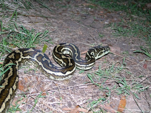 Coastal Carpet Python sighting