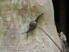 Petalochlamys