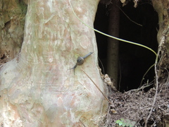 Petalochlamys