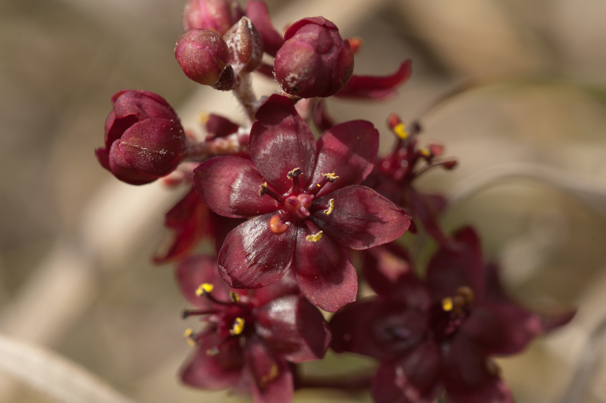 Veratrum