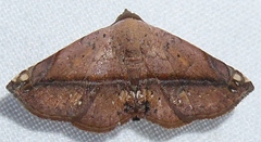 Ugia