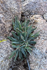 Dudleya saxosa