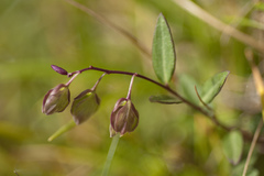 Polygala japonica