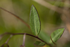 Polygala japonica