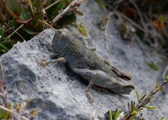 Brachaspis collinus
