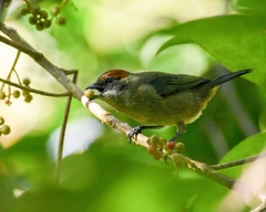 Lesser Antillean Tanager photo 2