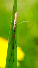 Tetragnatha straminea