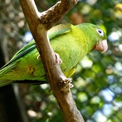 Brotogeris jugularis