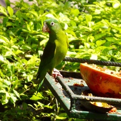 Brotogeris jugularis