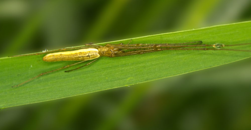 Tetragnatha straminea