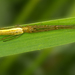 Tetragnatha straminea - Photo (c) psweet, algunos derechos reservados (CC BY-SA), subido por psweet