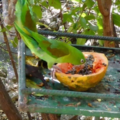 Brotogeris jugularis