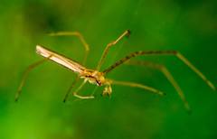 Tetragnatha straminea