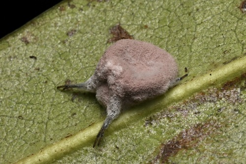 Purpureocillium atypicola