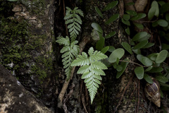 Davallia denticulata