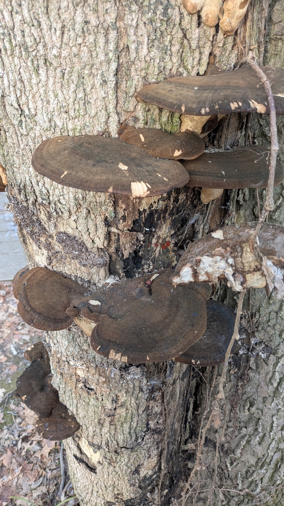Ischnoderma resinosum · December 2025 · photo: © martyndrabik (iNaturalist, cc0)