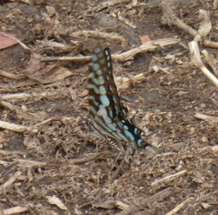 Graphium antheus