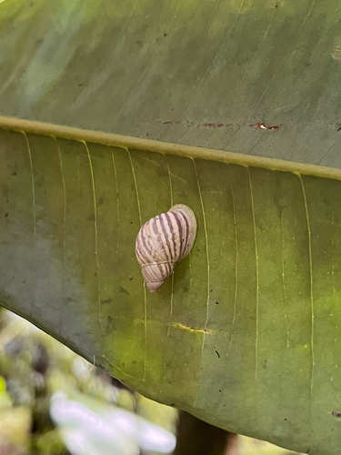 Eua zebrina observed 2025-12-10