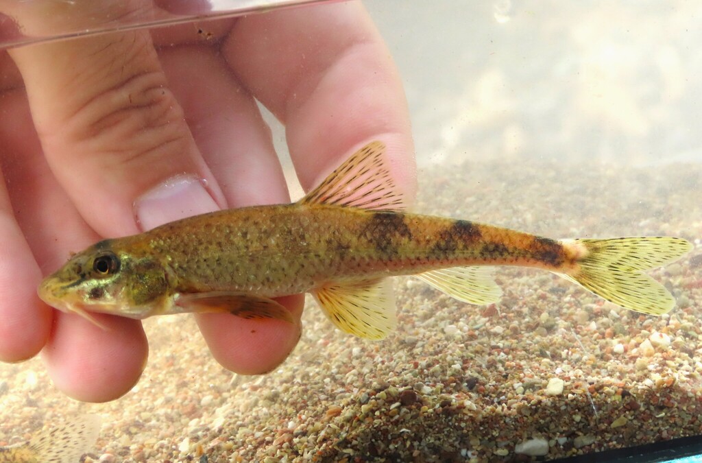 Donau-riviergrondel (Romanogobio uranoscopus) — Cyprinidae