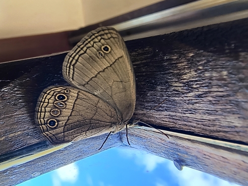 Yphthimoides yphthima