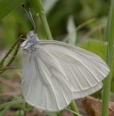 Pieris virginiensis
