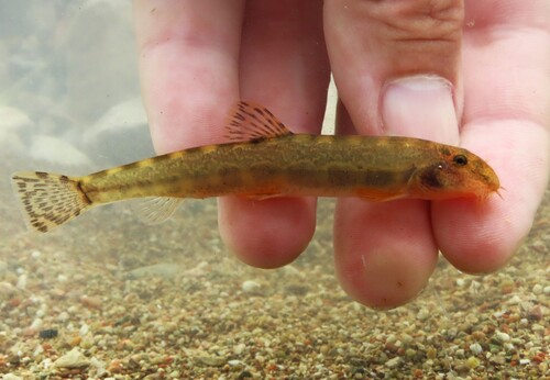Balkan loach (Sabanejewia balcanica) — Cobitidae — 2