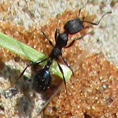Monomorium junodi