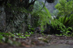 Liocichla steerii