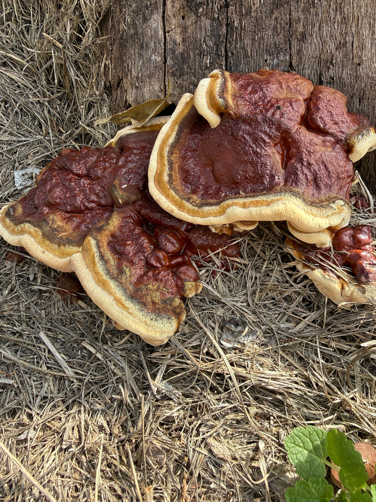 Ganoderma sessile · December 2025 · photo: © janeweeden (iNaturalist, cc-by)
