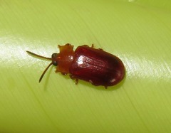 Cephaloleia dilaticollis