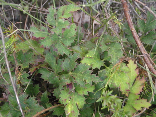 Image of Knowltonia filia by (c) Nicola van Berkel, some rights reserved (CC BY-SA)
