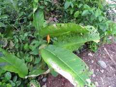 Heliconia episcopalis